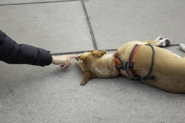 Sokakta yatan köpek