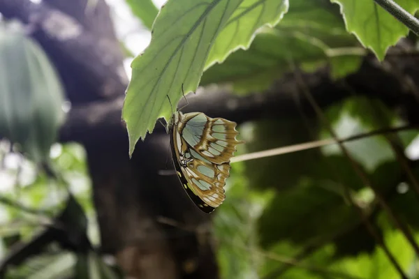 Vlinders entomologie — Stockfoto