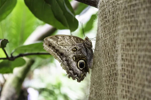 Kelebekler Entomoloji — Stok fotoğraf