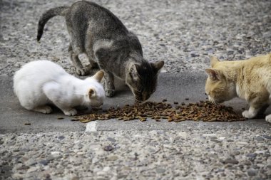 Sokak kedi yemek