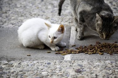 Street cats eating clipart