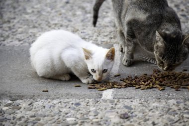 Sokak kedi yemek