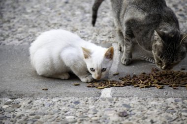 Street cats eating clipart