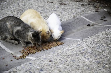 Sokak kedi yemek