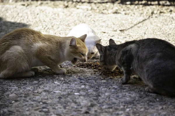 Уличные кошки — стоковое фото