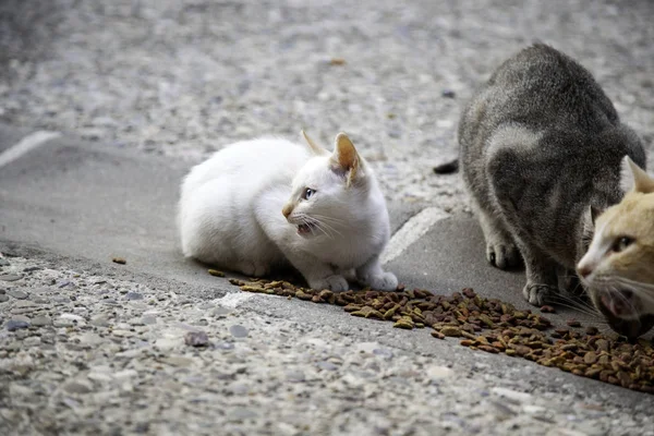 거리의 고양이 식사 — 스톡 사진