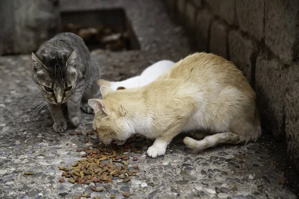 Koty porzucone street — Zdjęcie stockowe