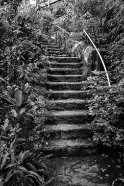 orman içinde merdiveni