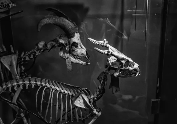 Анатомия скелетов млекопитающих — стоковое фото