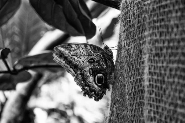 Entomología de las mariposas —  Fotos de Stock