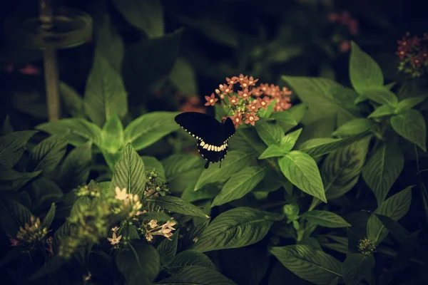 Entomologia das borboletas — Fotografia de Stock