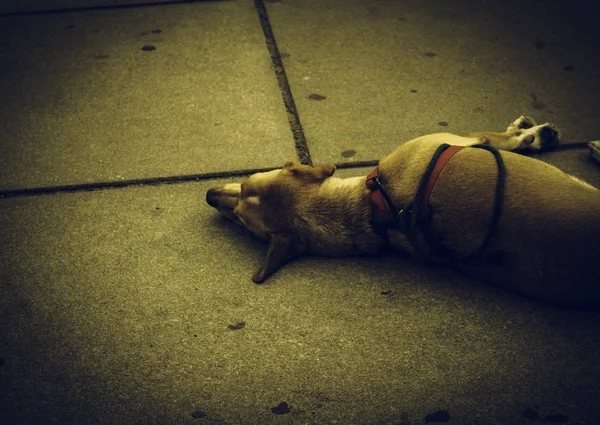Hund auf Straße liegend — Stockfoto