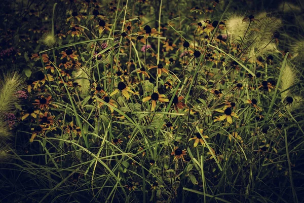 Marguerites colorées — Photo