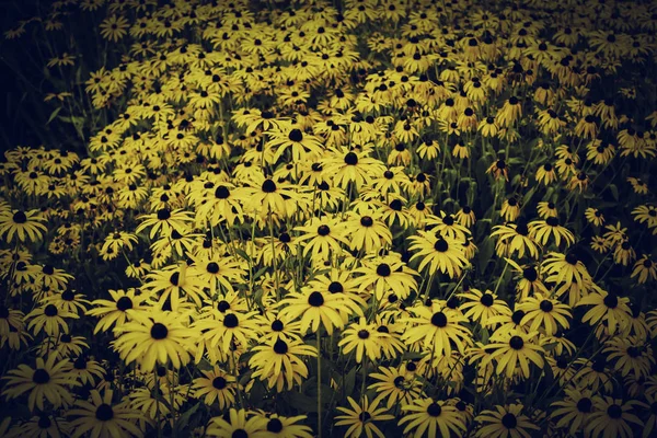 Marguerites colorées — Photo