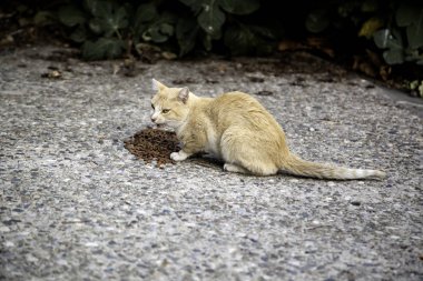 Sokakta yaşayan kedi