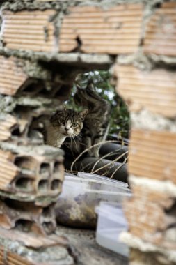 Sokakta yaşayan kedi