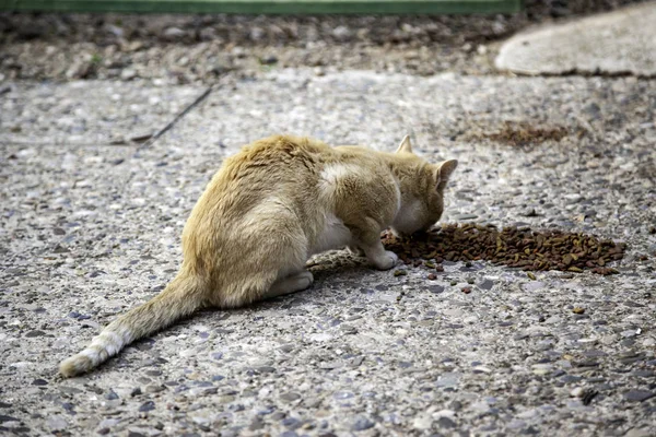 Кошки, живущие на улице — стоковое фото