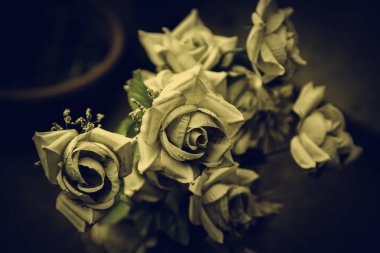 Taze ve kokulu güller