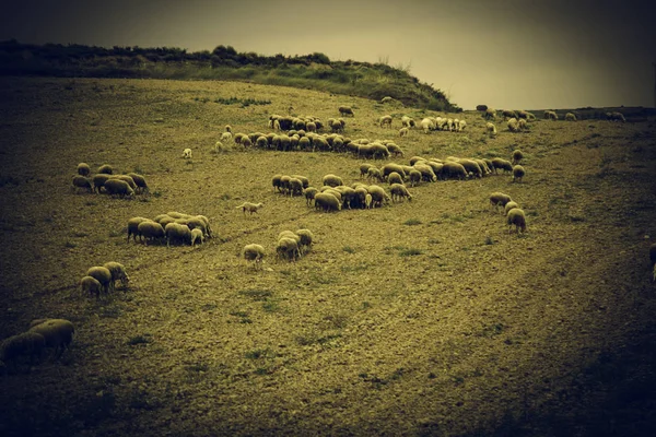Пастбище овец — стоковое фото