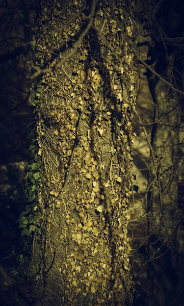 Tree bark detail — Stock Photo, Image