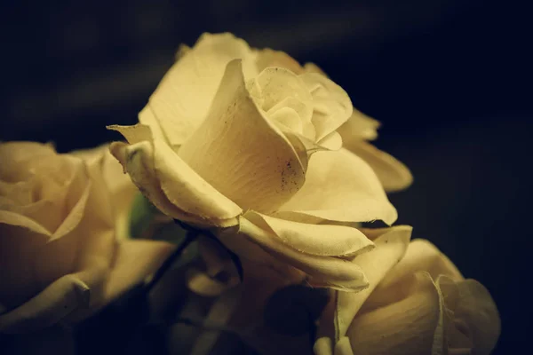 Свіжі та ароматні троянди — стокове фото