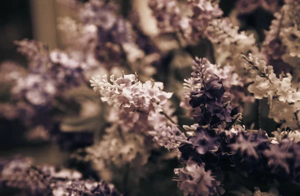 Centro di fiori di margherita — Foto Stock