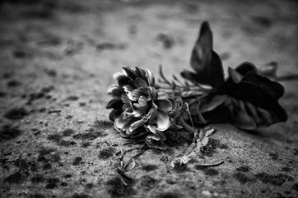Středem květy sedmikrásky — Stock fotografie