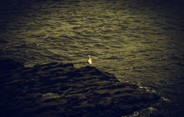 Seagull on sea — Stock Photo, Image