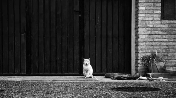 Gatos abandonados rua — Fotografia de Stock