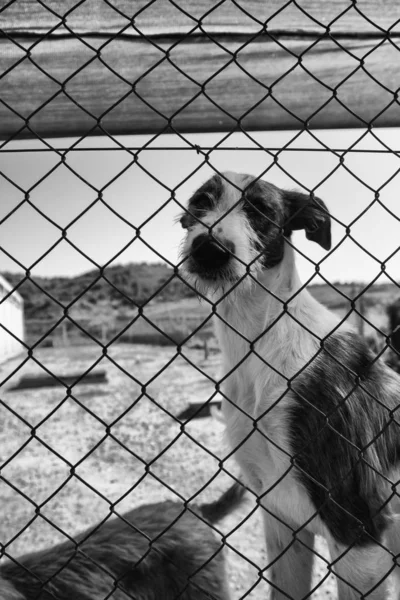 Dog locked in kennel — Stock Photo, Image