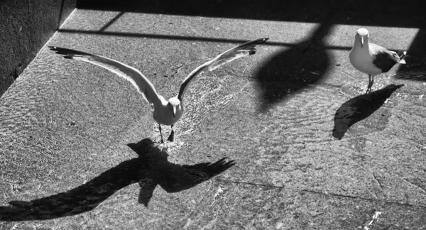 Seagull v parku — Stock fotografie