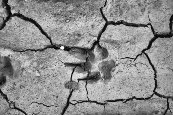 Footprint of animal on land — Stock Photo, Image