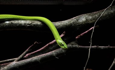 Vahşi zehirli yılan.