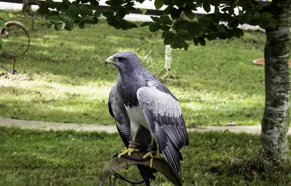 Vahşi Kraliyet Kartalı — Stok fotoğraf