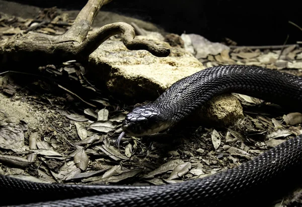 Cobra venenosa selvagem — Fotografia de Stock