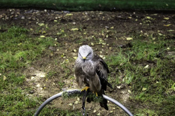 Aquila reale selvatica — Foto Stock