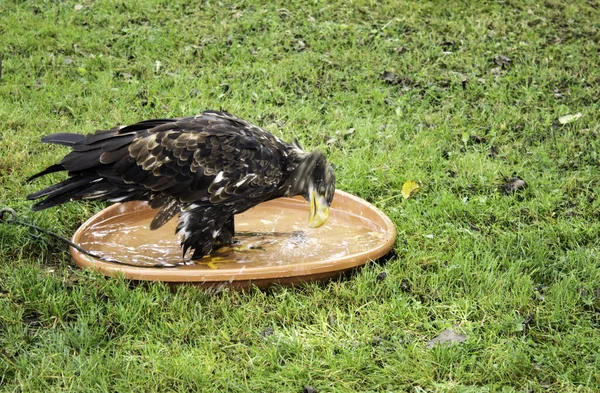 Aquila reale selvatica — Foto Stock