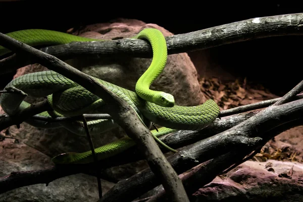 Serpiente venenosa salvaje — Foto de Stock