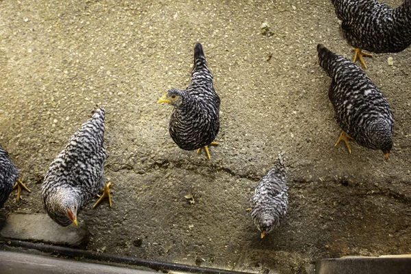 Rennes huhn — Stockfoto