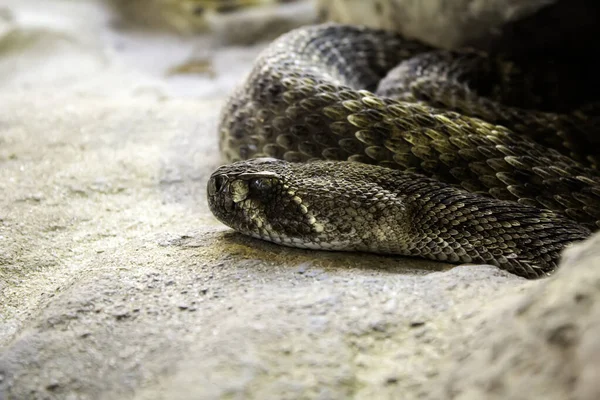 Dziki jadowity wąż — Zdjęcie stockowe
