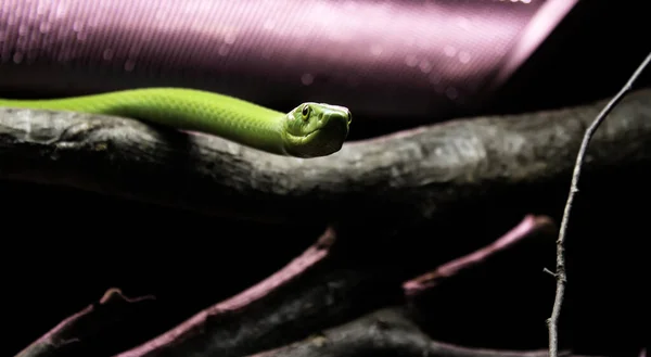 Cobra venenosa selvagem — Fotografia de Stock