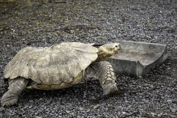 Große Landschildkröte — Stockfoto