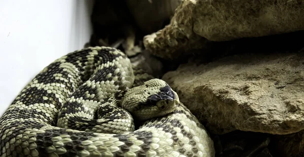 Cobra venenosa selvagem — Fotografia de Stock