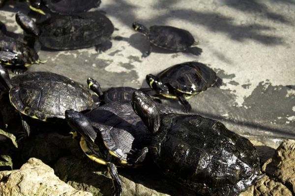 Tortugas lacustres — Foto de Stock