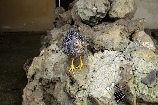 Rennes huhn — Stockfoto