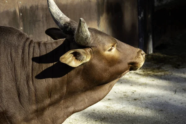 Kuh auf Bauernhof — Stockfoto