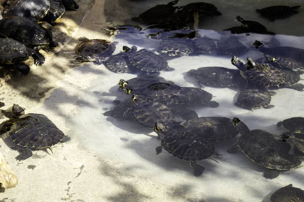 Småsjösköldpaddor — Stockfoto