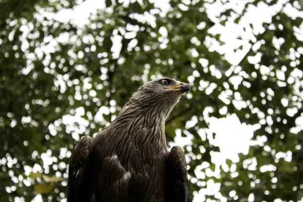 Wild Royal Eagle — Stock Photo, Image