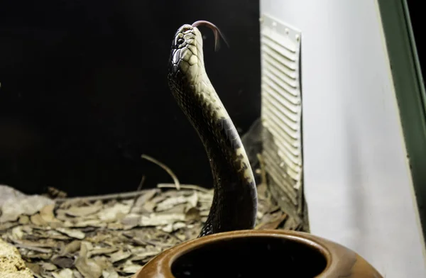 Cobra venenosa selvagem — Fotografia de Stock