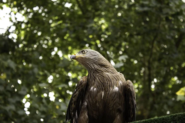 Aquila reale selvatica — Foto Stock